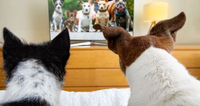 Dogs’ viewing preferences may support vision tests, study says